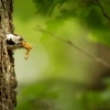 Strakapoud maly - Dendrocopos minor - Lesser Spotted Woodpecker 4309